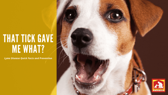 April is Prevent Lyme Disease in Dogs Month. Ticks can carry Lyme disease, so if your dog gets bit, there's a chance they may have it. Here are some tips to prevent your dog getting Lyme Disease, as well as treatment options. | Dog Training In Your Home Columbia